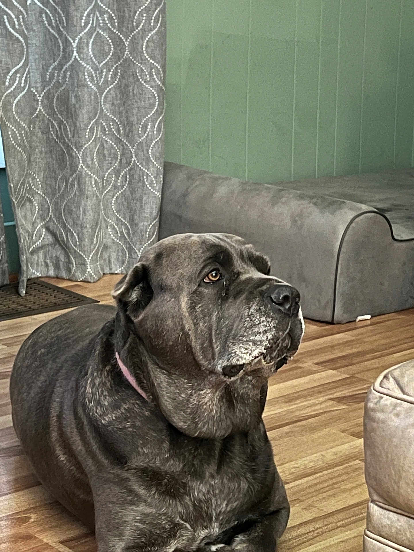 Stella