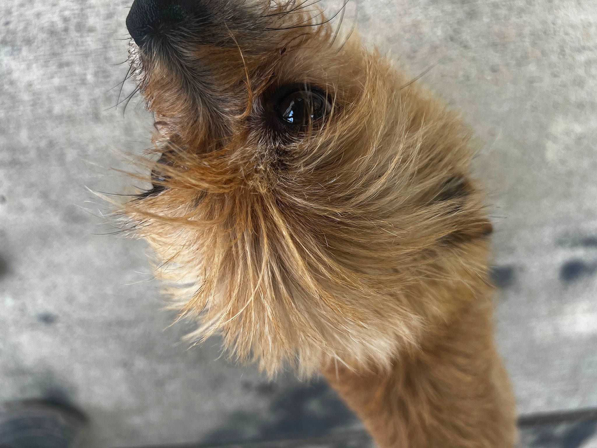 Charlie is registered to the contest to win money with this photo: bat, beak, canidae, close_up, companion_dog, dog_breed, falconiformes, fawn, feather, fur, liver, macro_photography, perching_bird, snout, sporting_group, terrestrial_animal, wildlife, wood