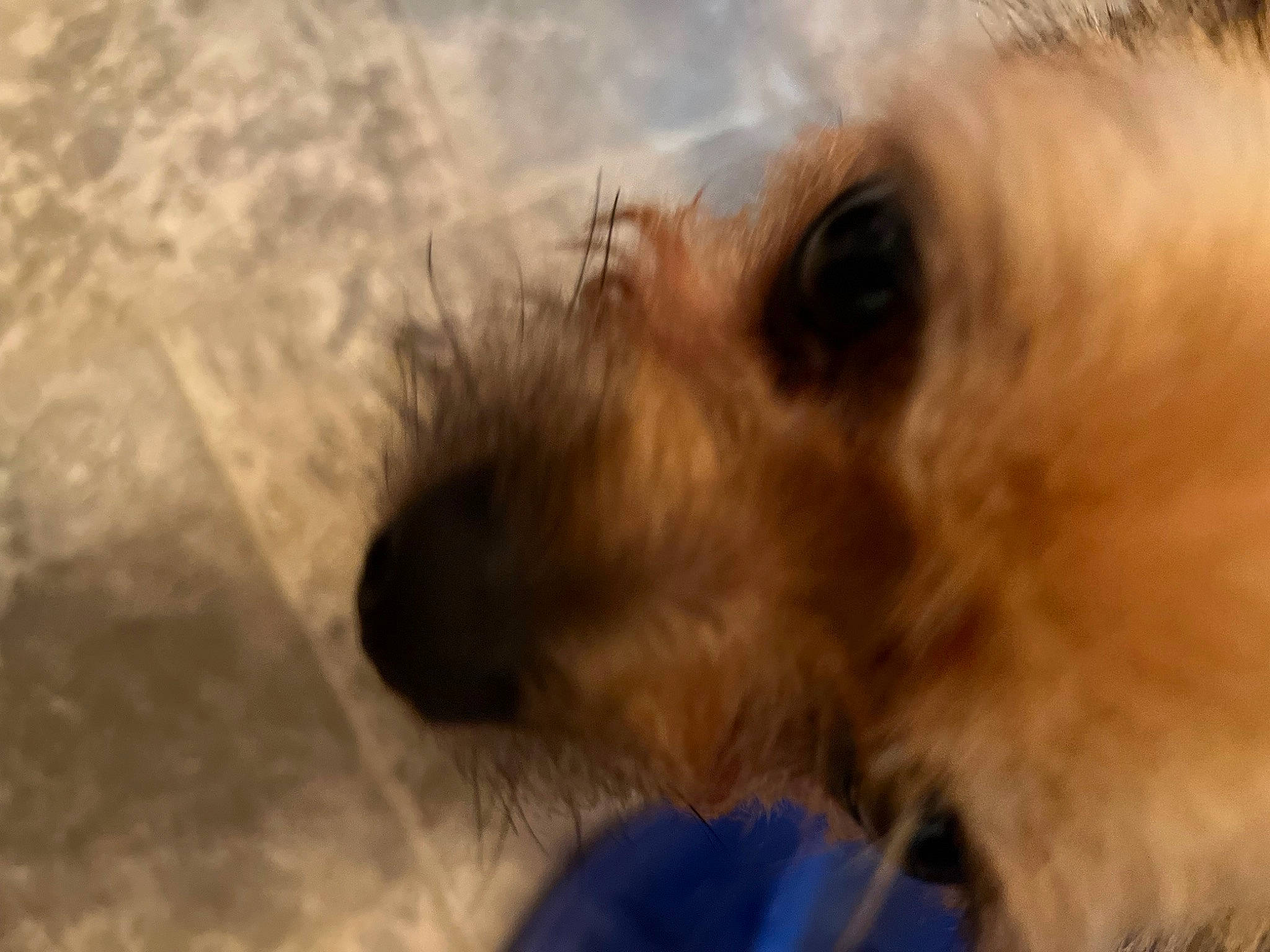 Charlie is registered to the contest to win money with this photo: canidae, carnivore, companion_dog, dog, dog_breed, fawn, fur, liver, maltepoo, paw, puppy, puppy_love, small_terrier, snout, sporting_group, terrier, toy_dog, vertebrate, whiskers, working_animal