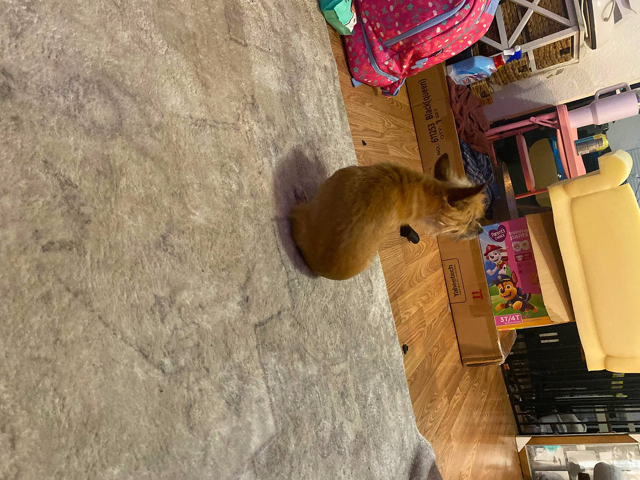 Charlie joined the competition — help win amazing prizes! art, building, concrete, facade, flooring, fun, house, landscape, leisure, room, shadow, soil, tourism, toy, wood