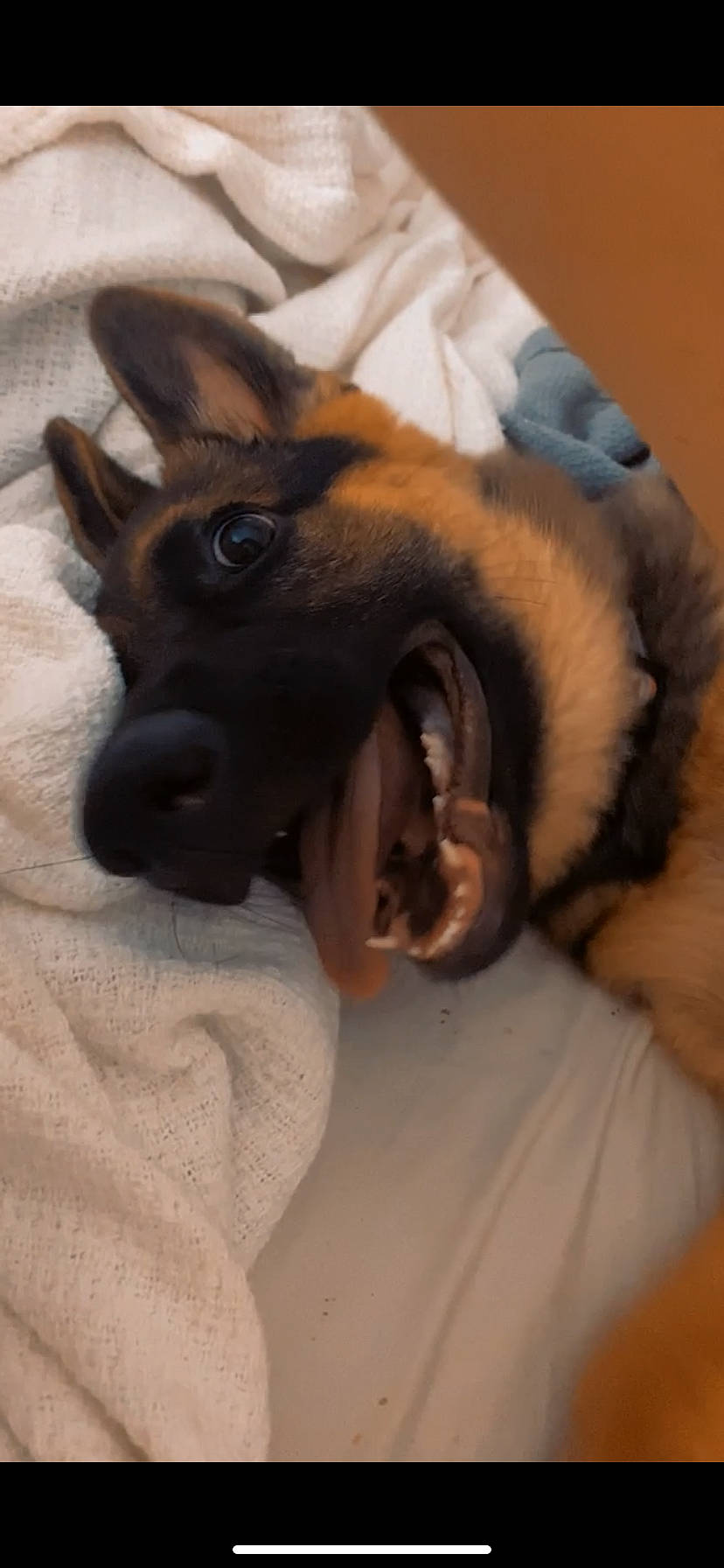 Lexi is registered to the contest to win money with this photo: canidae, carnivore, comfort, companion_dog, dog, dog_breed, ear, fawn, felidae, fur, german_shepherd_dog, gesture, jaw, mammal, paw, sleeve, snout, sporting_group, whiskers, working_animal