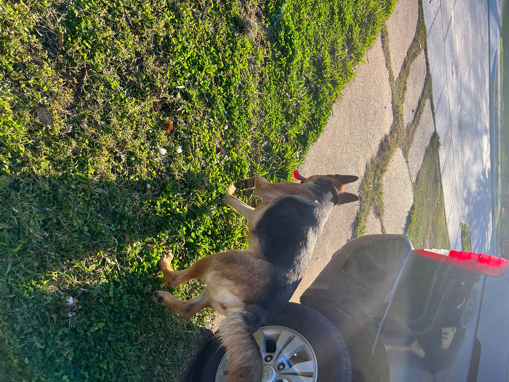 Lexi is registered to the contest to win money with this photo: alloy_wheel, asphalt, automotive_exterior, automotive_lighting, automotive_tire, car, fender, grass, grass_family, hubcap, leaf, motor_vehicle, plant, rim, tints_and_shades, tire, tread, vehicle, vehicle_door, wheel