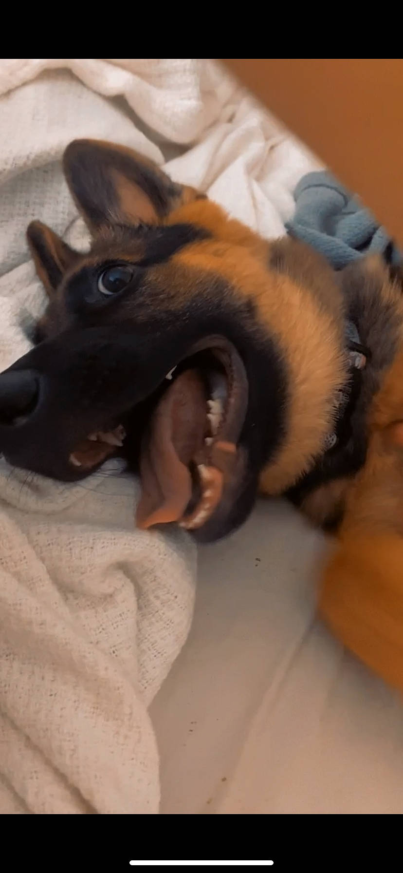 Lexi joined the competition — help win amazing prizes! canidae, carnivore, collar, comfort, companion_dog, dog, dog_breed, dog_supply, ear, fang, fawn, fur, guard_dog, jaw, paw, sporting_group, toy_dog, whiskers, working_animal, working_dog