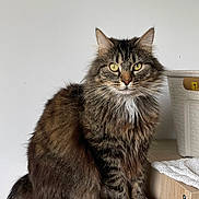 Soap participe au concours pour gagner de l'argent avec cette photo : animal, basket, cat, domestic_cat, ears, feline, fluffy, fur, green_eyes, household, indoor, looking_at_camera, pet, portrait, sitting, tabby, tail, whiskers, white_wall, wooden_box