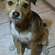 Rocky a rejoint le concours — aidez-le/la à gagner de superbes lots ! dog, puppy, pet, animal, canine, fur, ears, eyes, nose, sitting, floor, tile_floor, indoor, brown_fur, white_paws, whiskers, tail, cute, looking_up, companion