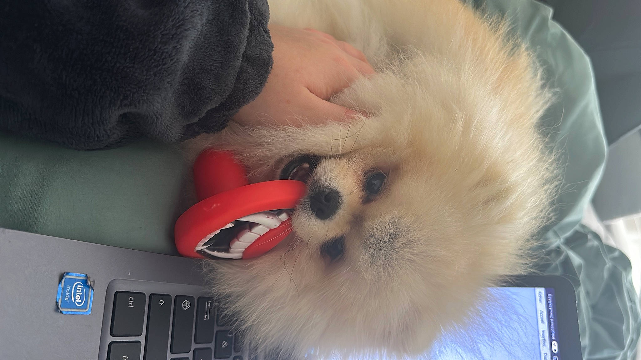 Loukoum participe au concours pour gagner de l'argent avec cette photo : carnivore, companion_dog, computer, computer_keyboard, dog, dog_breed, fawn, felidae, german_spitz, german_spitz_klein, input_device, laptop, netbook, peripheral, personal_computer, samoyed, small_to_medium_sized_cats, snout, spitz, whiskers