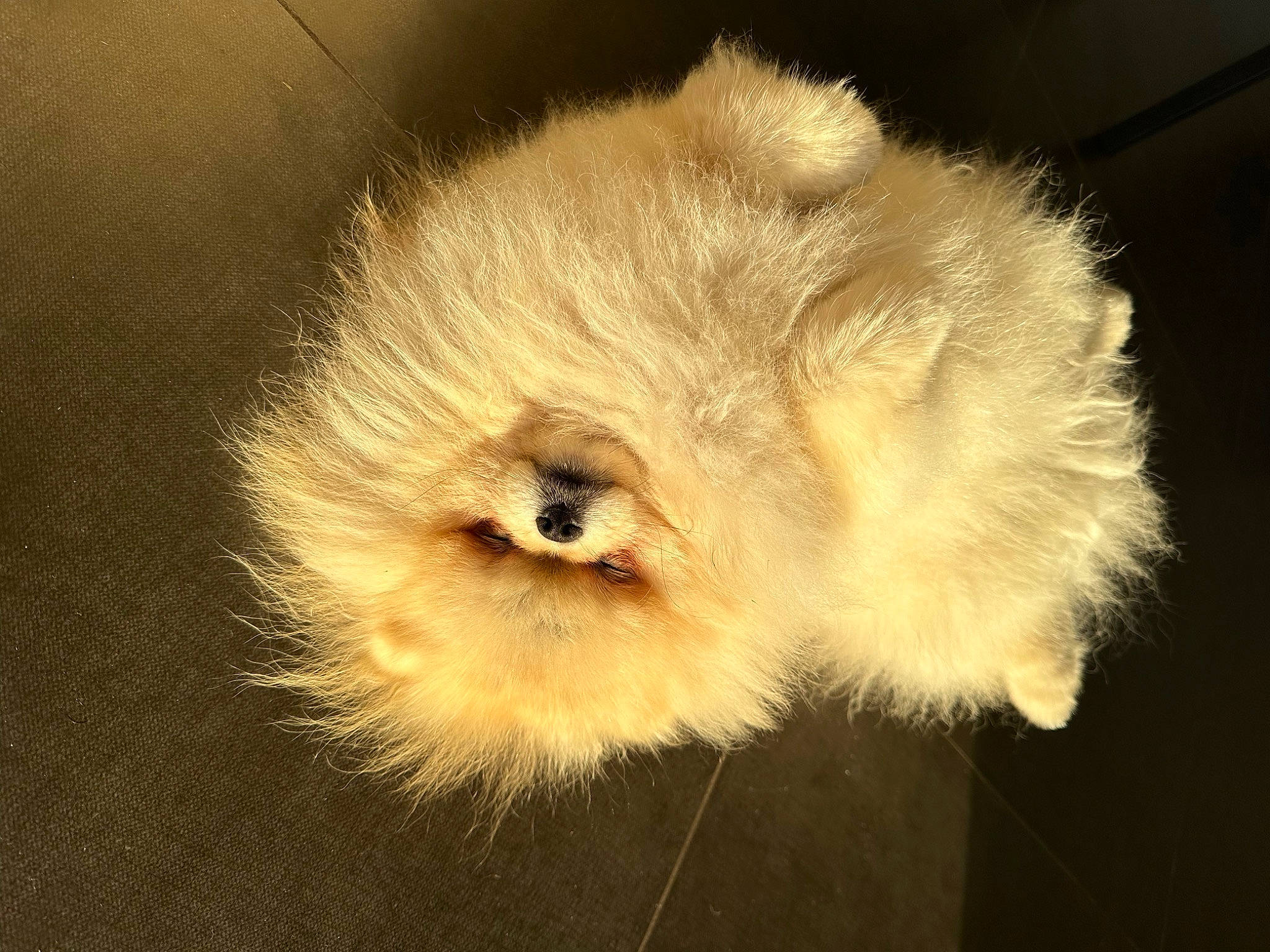 Loukoum a rejoint le concours — aidez-le/la à gagner de superbes lots ! bird_of_prey, canidae, claw, close_up, companion_dog, dog_breed, eye, eyelash, fawn, feather, felidae, fur, paw, sky, small_to_medium_sized_cats, snout, tail, terrestrial_animal, whiskers, wildlife