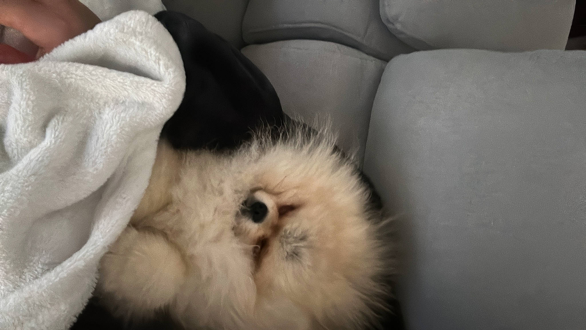 Loukoum participe au concours pour gagner de l'argent avec cette photo : canidae, carnivore, cat, claw, comfort, companion_dog, dog_breed, feather, felidae, fur, nap, non_sporting_group, paw, ragdoll, sleep, small_to_medium_sized_cats, snout, sporting_group, tail, whiskers