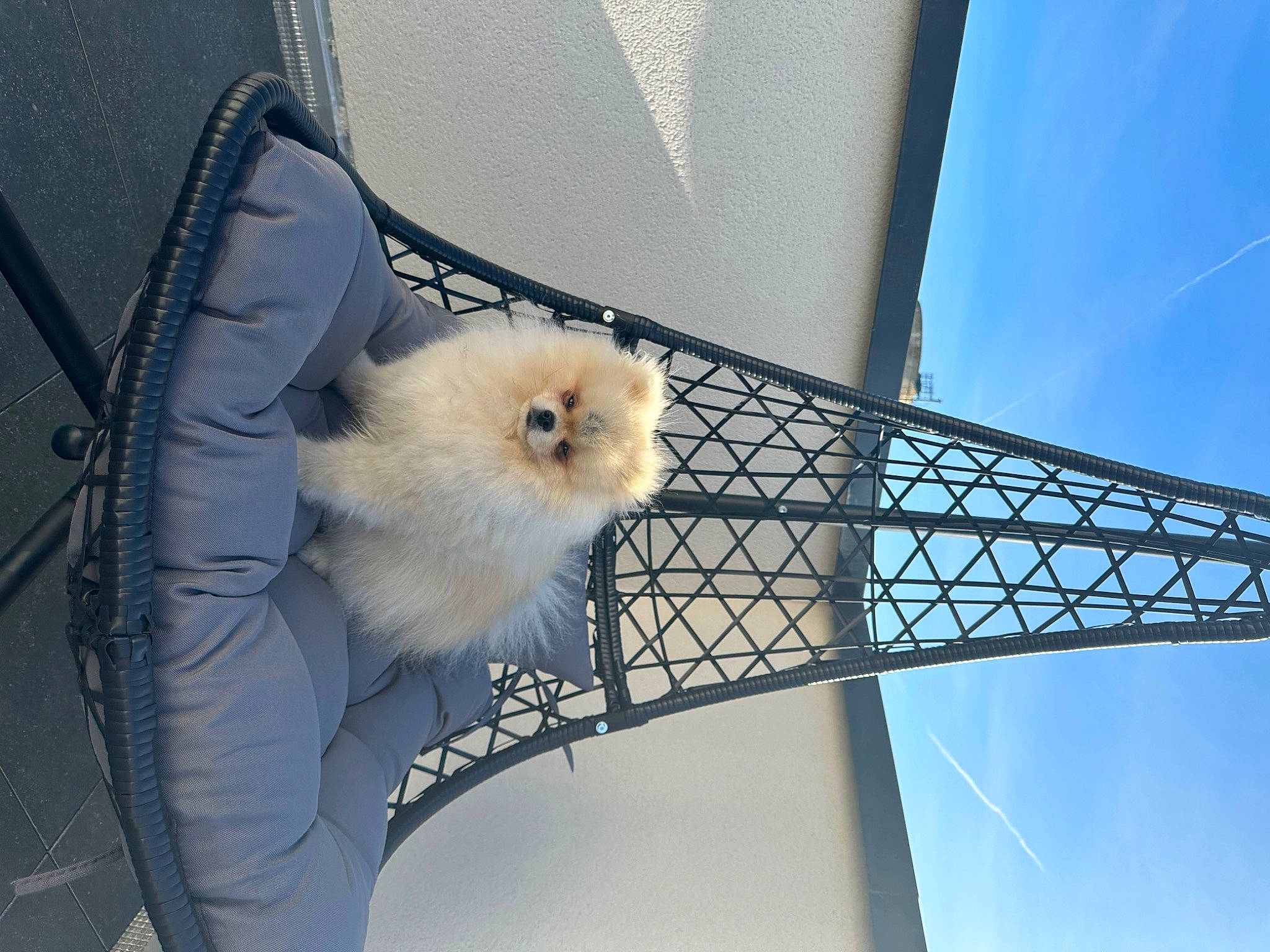 Loukoum a rejoint le concours — aidez-le/la à gagner de superbes lots ! beak, bird, bird_of_prey, bridge, chain_link_fencing, cloud, electric_blue, feather, glass, mesh, metal, net, rim, sky, steel, tail, vertebrate, wind, wing, wire