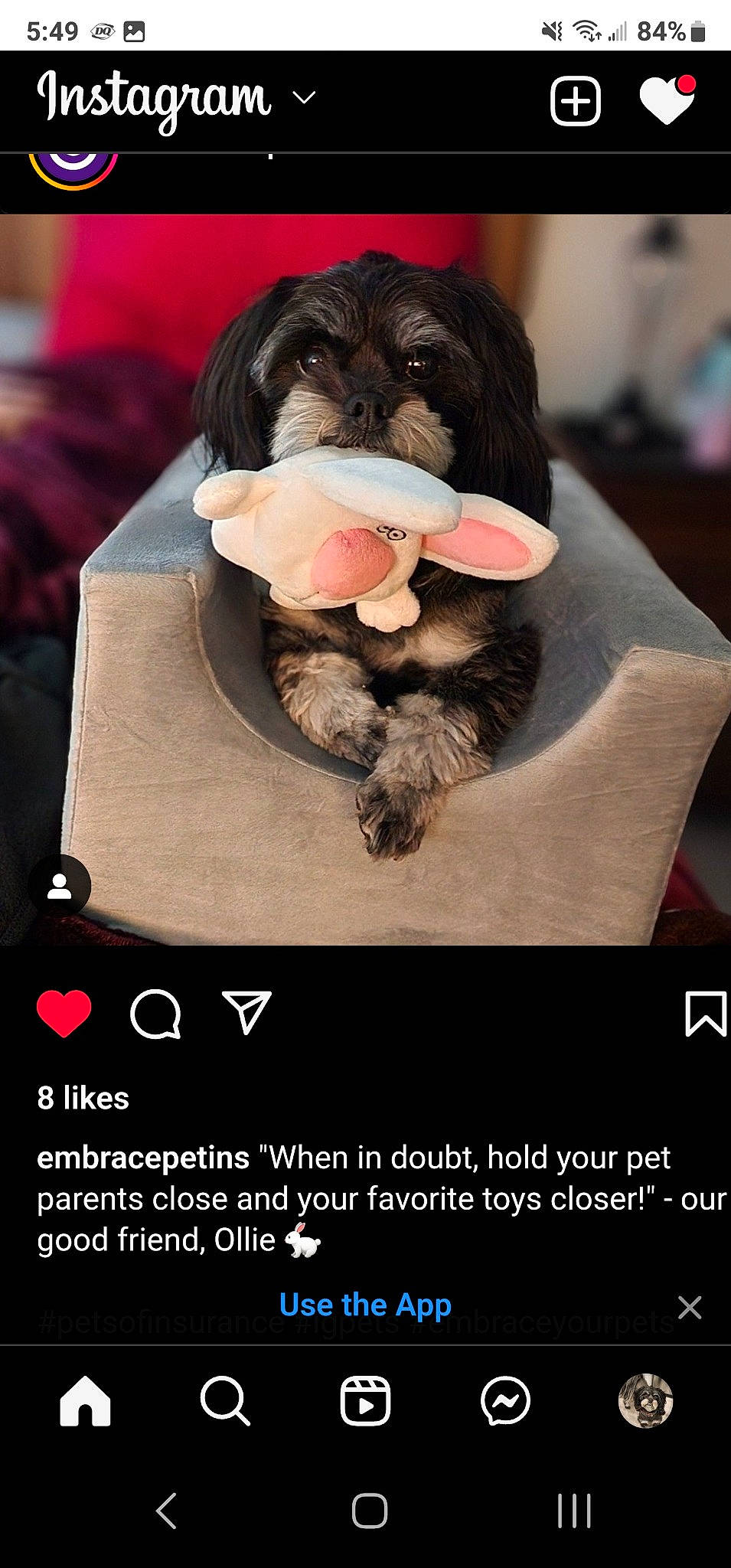 Ollie is registered to the contest to win money with this photo: advertising, carnivore, companion_dog, dog, dog_breed, font, fur, happy, non_sporting_group, photo_caption, plush, sporting_group, stuffed_toy, toy, working_animal