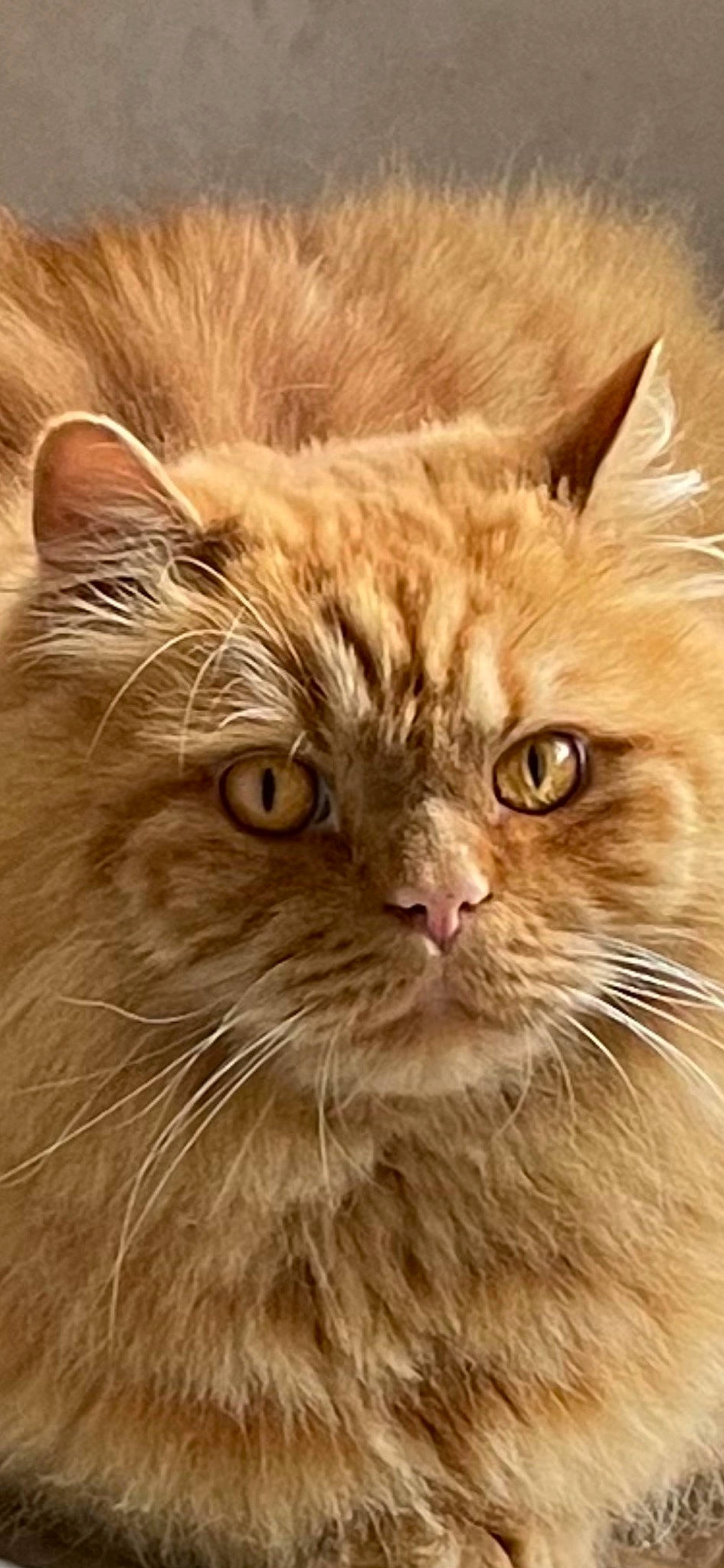 Fergie is registered to the contest to win money with this photo: carnivore, cat, close_up, domestic_short_haired_cat, fawn, felidae, fur, laperm, small_to_medium_sized_cats, snout, terrestrial_animal, whiskers, wildlife