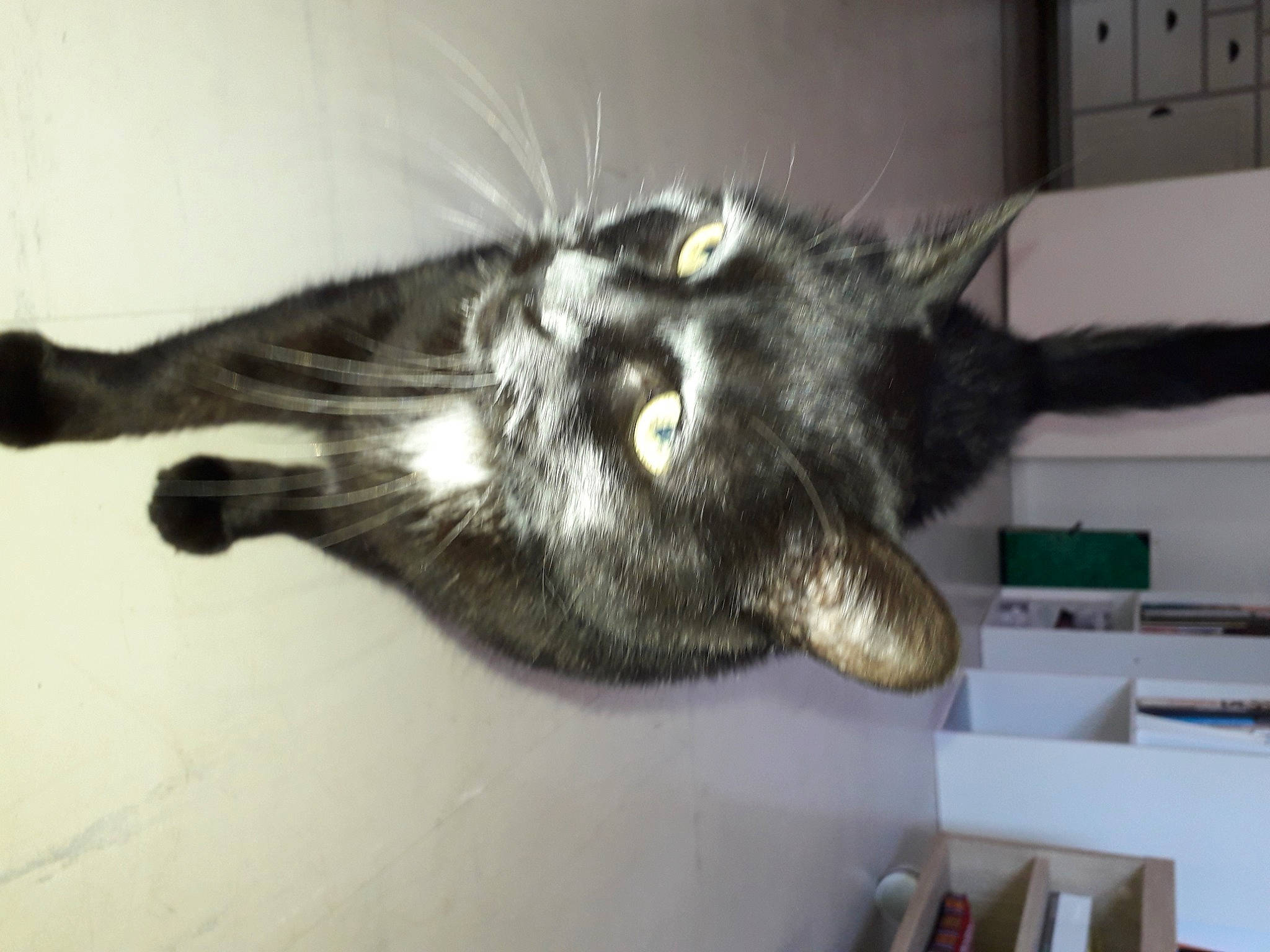 Panda Et Miss-teigne