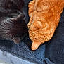 Miss-teigne a rejoint le concours — aidez-le/la à gagner de superbes lots ! animal, black_cat, blanket, cat, close_up, companions, cozy, cute, domestic_animal, ears, feline, fur, indoor, orange_cat, pet, relaxation, resting, sleeping, two_animals, whiskers