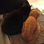Miss-teigne a rejoint le concours — aidez-le/la à gagner de superbes lots ! animal, back_view, black_cat, blanket, cat, cats, companion, cozy, domestic_animal, feline, floor, fur, indoor, orange_cat, pets, quiet, relaxing, resting, tiled_floor, two_animals