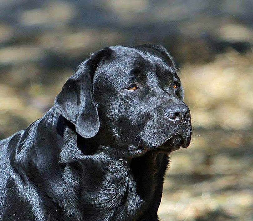 Bart is registered to the contest to win money with this photo: dog, black_labrador, pet, animal, outdoor, portrait, canine, fur, closeup, nature, mammal, looking_away, daylight, friendly, companion, domestic_animal, soft_light, background_blur, calm, side_view