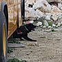 Bart is registered to the contest to win money with this photo: dog, search_and_rescue, black_dog, vehicle, yellow_vehicle, rocky_ground, rubble, outdoor, rescue, working_dog, panting, collar, dirt, grass, side_view, large_vehicle, emergency, service_dog, focus, alert