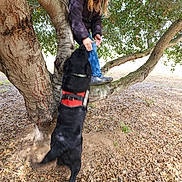Bart is registered to the contest to win money with this photo: woman, dog, tree, leaves, outdoor, pet, animal, harness, joyful, interaction, nature, playful, canine, person, fall, smile, branch, ground, casual_clothing, daylight