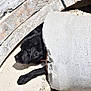 Bart joined the competition — help win amazing prizes! dog, black_dog, concrete, pipe, rubble, outdoor, animal, pet, sunlight, resting, curious, snout, paw, rock, gray, texture, construction, cement, nature, quiet
