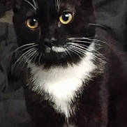 Freya joined the competition — help win amazing prizes! cat, tuxedo_cat, black_and_white, pet, animal, feline, yellow_eyes, whiskers, white_chest, portrait, close_up, sitting, indoors, lock_screen, smartphone, bed, dark, fur, alert, cute