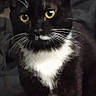 cat, tuxedo_cat, black_and_white, pet, animal, feline, yellow_eyes, whiskers, white_chest, portrait, close_up, sitting, indoors, lock_screen, smartphone, bed, dark, fur, alert, cute