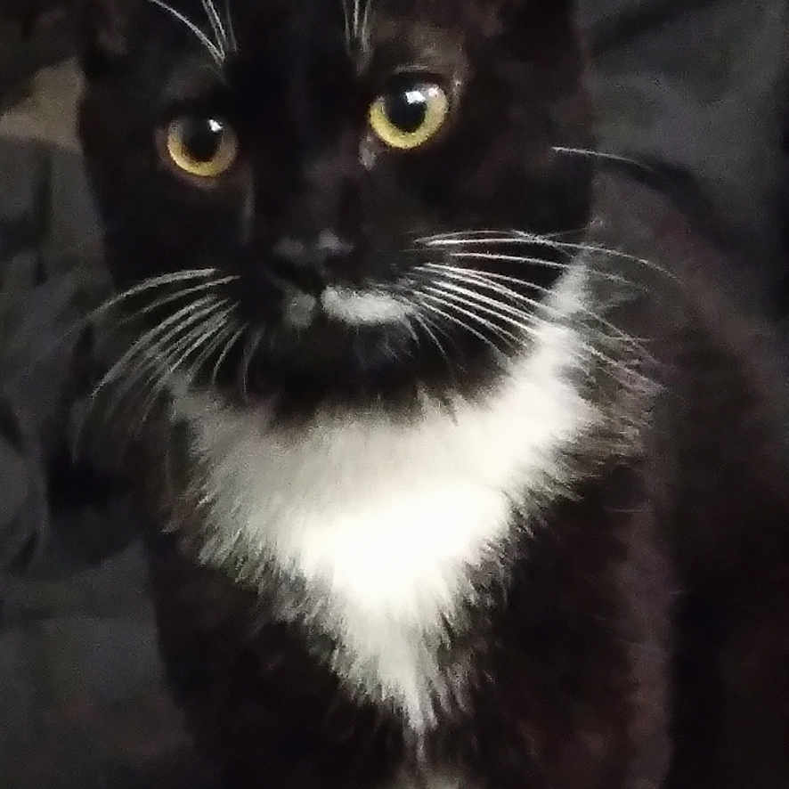 Freya joined the competition — help win amazing prizes! cat, tuxedo_cat, black_and_white, pet, animal, feline, yellow_eyes, whiskers, white_chest, portrait, close_up, sitting, indoors, lock_screen, smartphone, bed, dark, fur, alert, cute