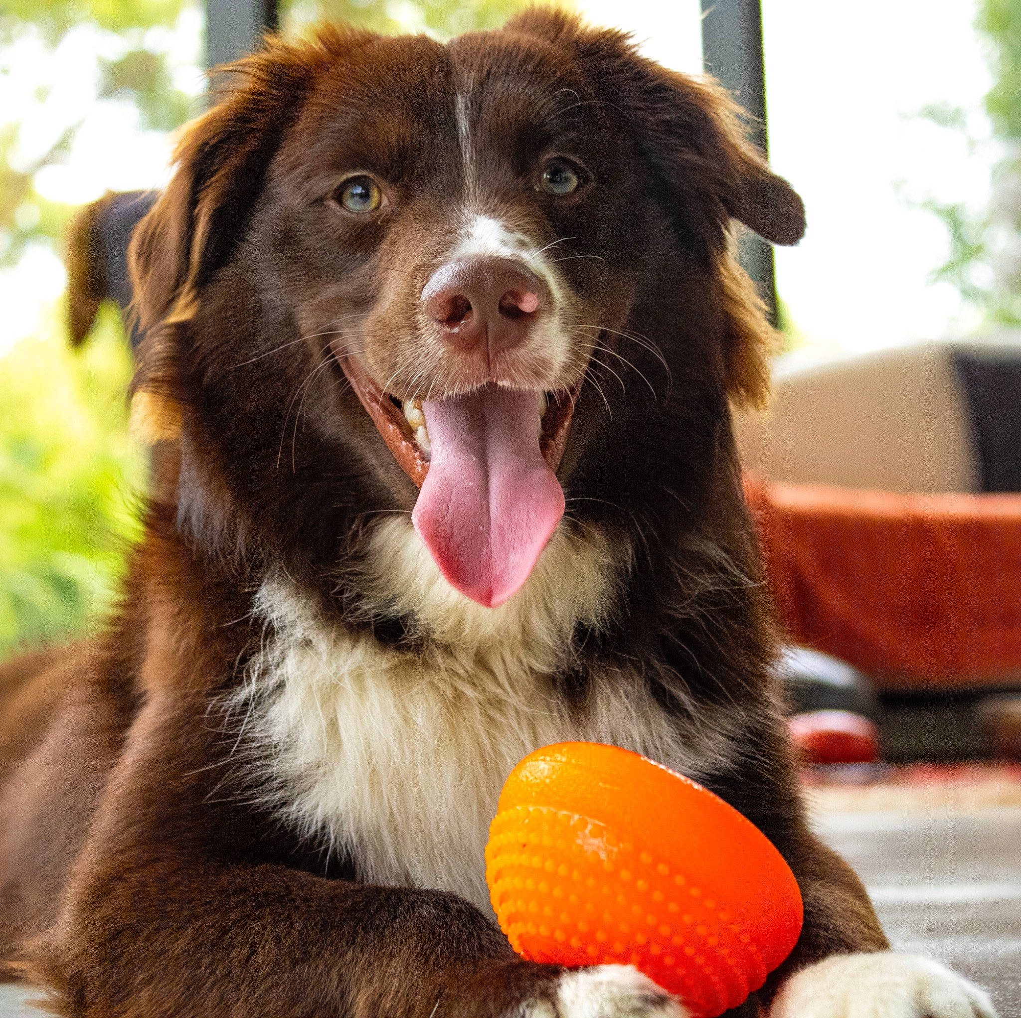 Raja joined the competition — help win amazing prizes! ball, border_collie, canidae, carnivore, companion_dog, dog, dog_breed, dog_collar, dog_toy, fur, herding_dog, liver, plant, snout, sporting_group, sports_equipment, terrestrial_animal, whiskers, working_dog