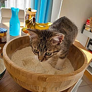 Tipi participe au concours pour gagner de l'argent avec cette photo : kitten, cat, wooden_bowl, flour, kitchen, table, bananas, blue_bottle, natural_light, curious, fur, pet, indoor, food_container, counter, household, domestic, closeup, whiskers, playful