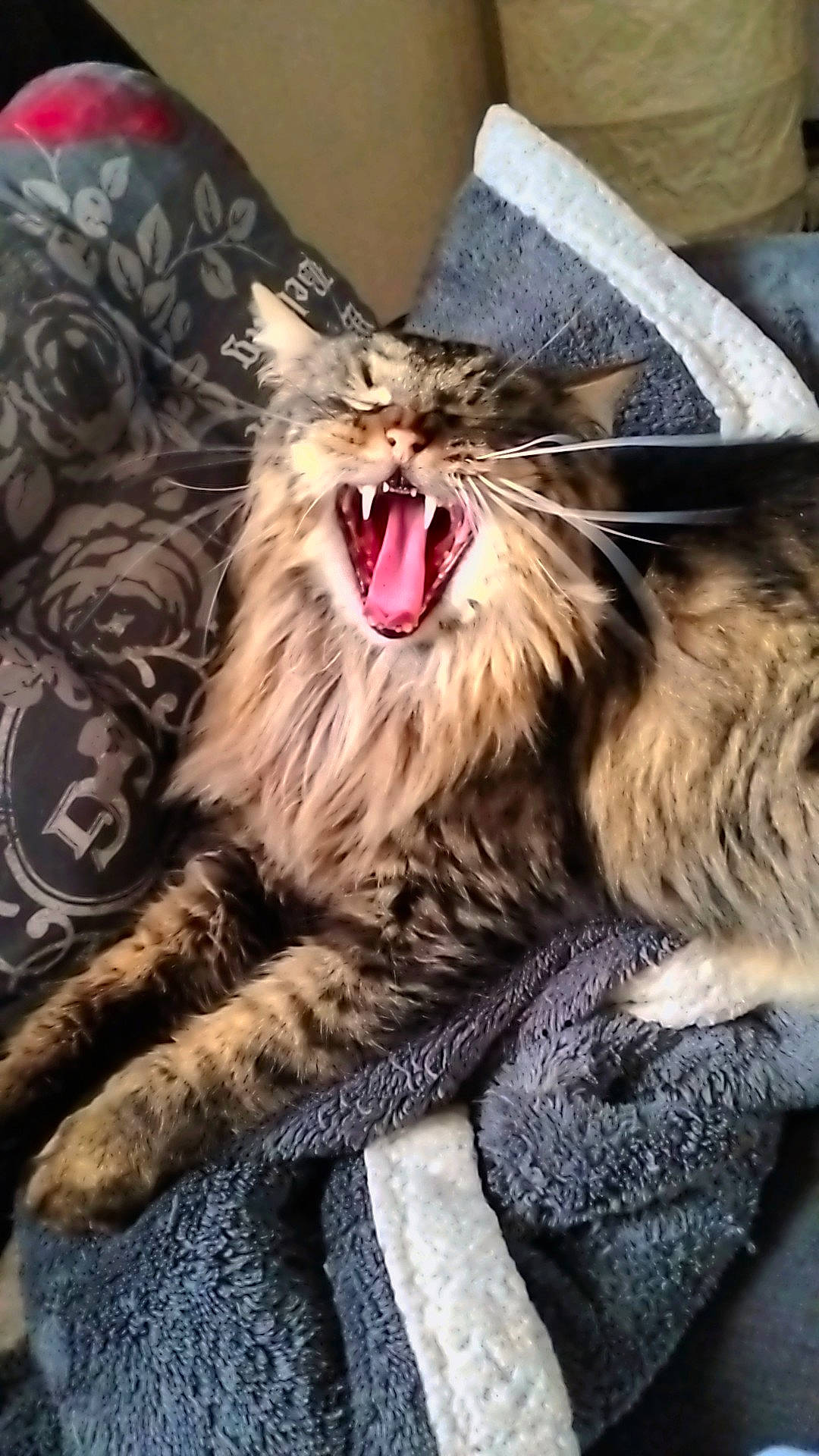Grizouille participe au concours pour gagner de l'argent avec cette photo : carnivore, cat, claw, fang, felidae, foot, fur, paw, photo_caption, roar, small_to_medium_sized_cats, snout, tooth, whiskers, window, yawn