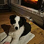 puppy, dog, black_and_white, fur, indoor, fireplace, wood_floor, rug, toy, cozy, pet, young_dog, cute, animal, home, warm, relaxing, looking, curious, domestic