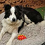 dog, black_and_white, border_collie, pet, animal, bed, toy, red, yellow, fur, grass, wood, outdoor, relaxed, laying, looking, cute, companion, playful, shaggy