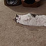 Phat Cat joined the competition — help win amazing prizes! carnivore, carpet, cat, cat_supply, fawn, felidae, floor, flooring, hardwood, kitten, paw, ragdoll, room, sand, small_to_medium_sized_cats, tail, whiskers, white