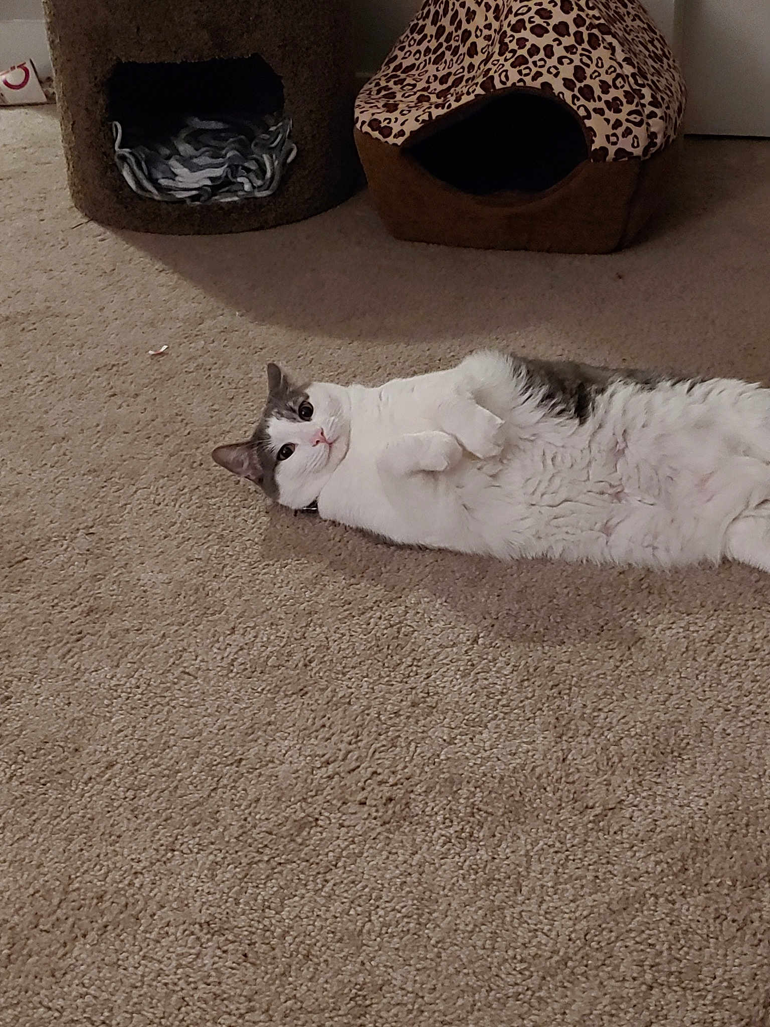 Phat Cat joined the competition — help win amazing prizes! carnivore, carpet, cat, cat_supply, fawn, felidae, floor, flooring, hardwood, kitten, paw, ragdoll, room, sand, small_to_medium_sized_cats, tail, whiskers, white