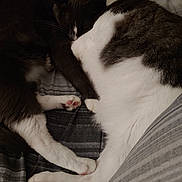 Phat Cat is registered to the contest to win money with this photo: black_and_white, carnivore, cat, ear, felidae, fur, kitten, paw, polydactyl_cat, small_to_medium_sized_cats, snout, tail, whiskers, white