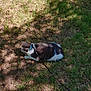 Phat Cat joined the competition — help win amazing prizes! boston_terrier, canidae, carnivore, dog, dog_breed, grass, non_sporting_group, sporting_group, tail