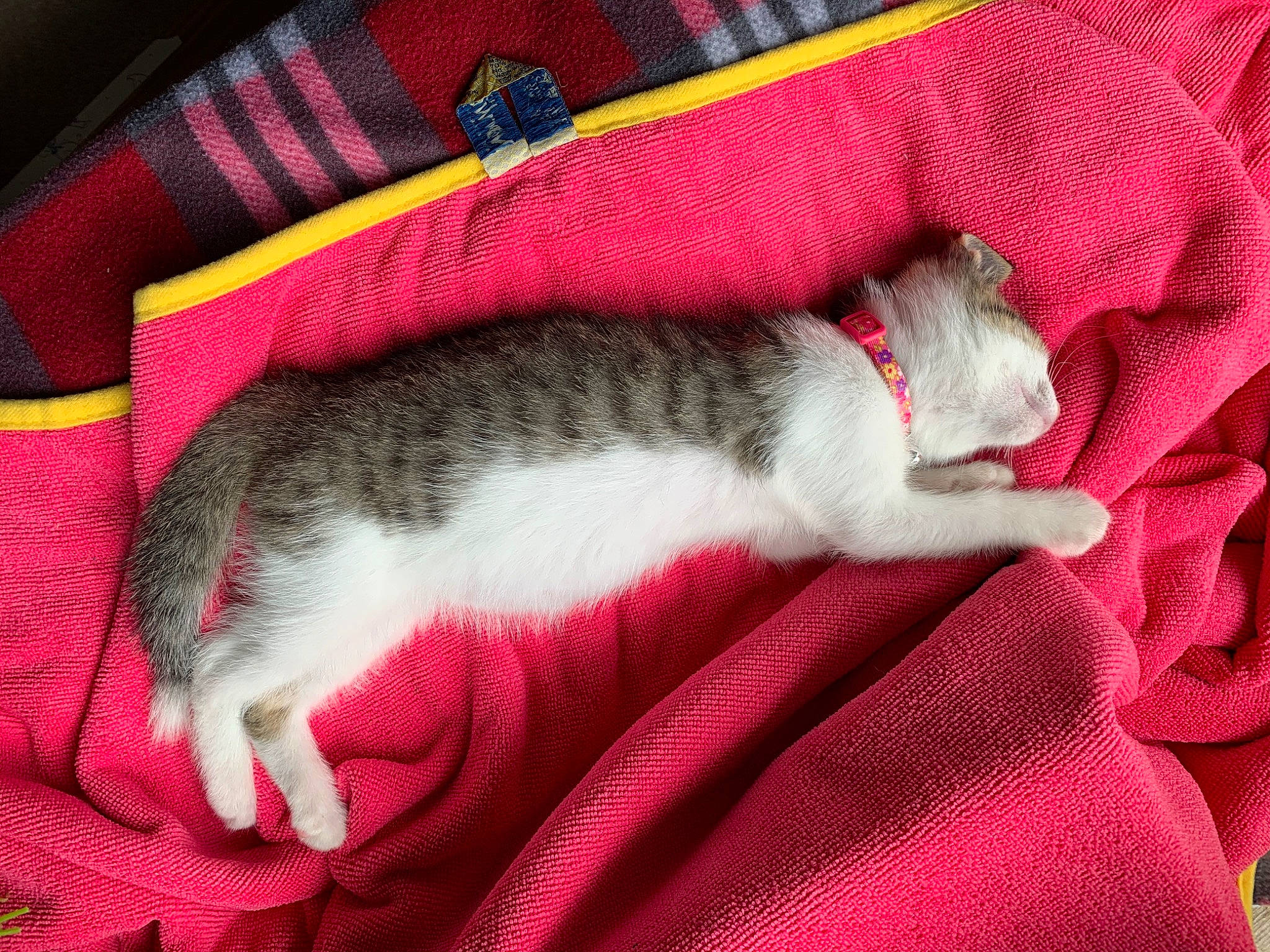 Brandi joined the competition — help win amazing prizes! carnivore, cat, domestic_short_haired_cat, felidae, kitten, mammal, nap, singapura, small_to_medium_sized_cats, tail, whiskers