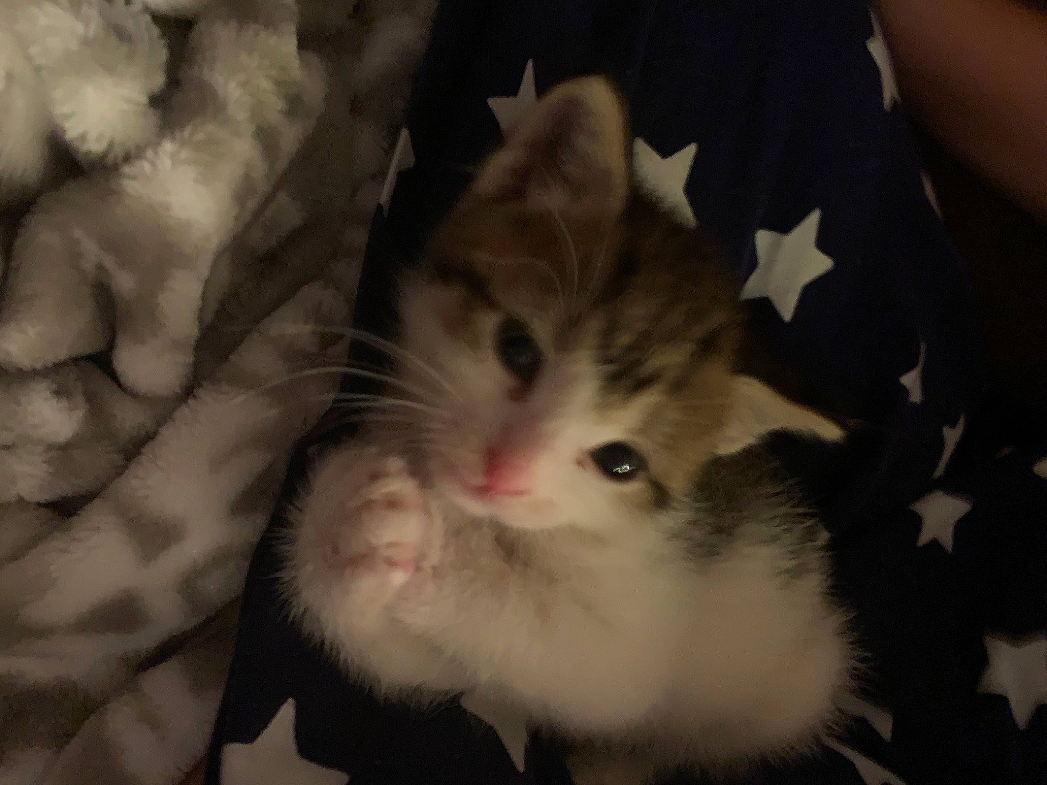 Brandi joined the competition — help win amazing prizes! carnivore, cat, claw, domestic_long_haired_cat, eye, fawn, felidae, fur, kitten, mammal, norwegian_forest_cat, nose, paw, polydactyl_cat, ragamuffin, ragdoll, skin, small_to_medium_sized_cats, snout, whiskers