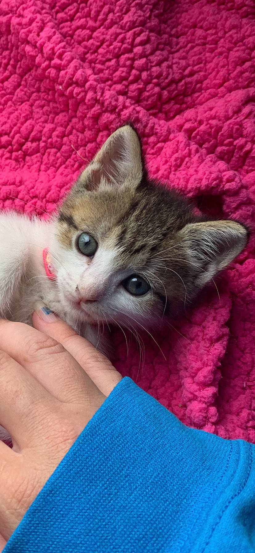 Brandi is registered to the contest to win money with this photo: aegean_cat, american_wirehair, asian, australian_mist, california_spangled, carnivore, cat, domestic_short_haired_cat, european_shorthair, fawn, felidae, german_rex, kitten, mammal, ojos_azules, pixie_bob, small_to_medium_sized_cats, vertebrate, whiskers