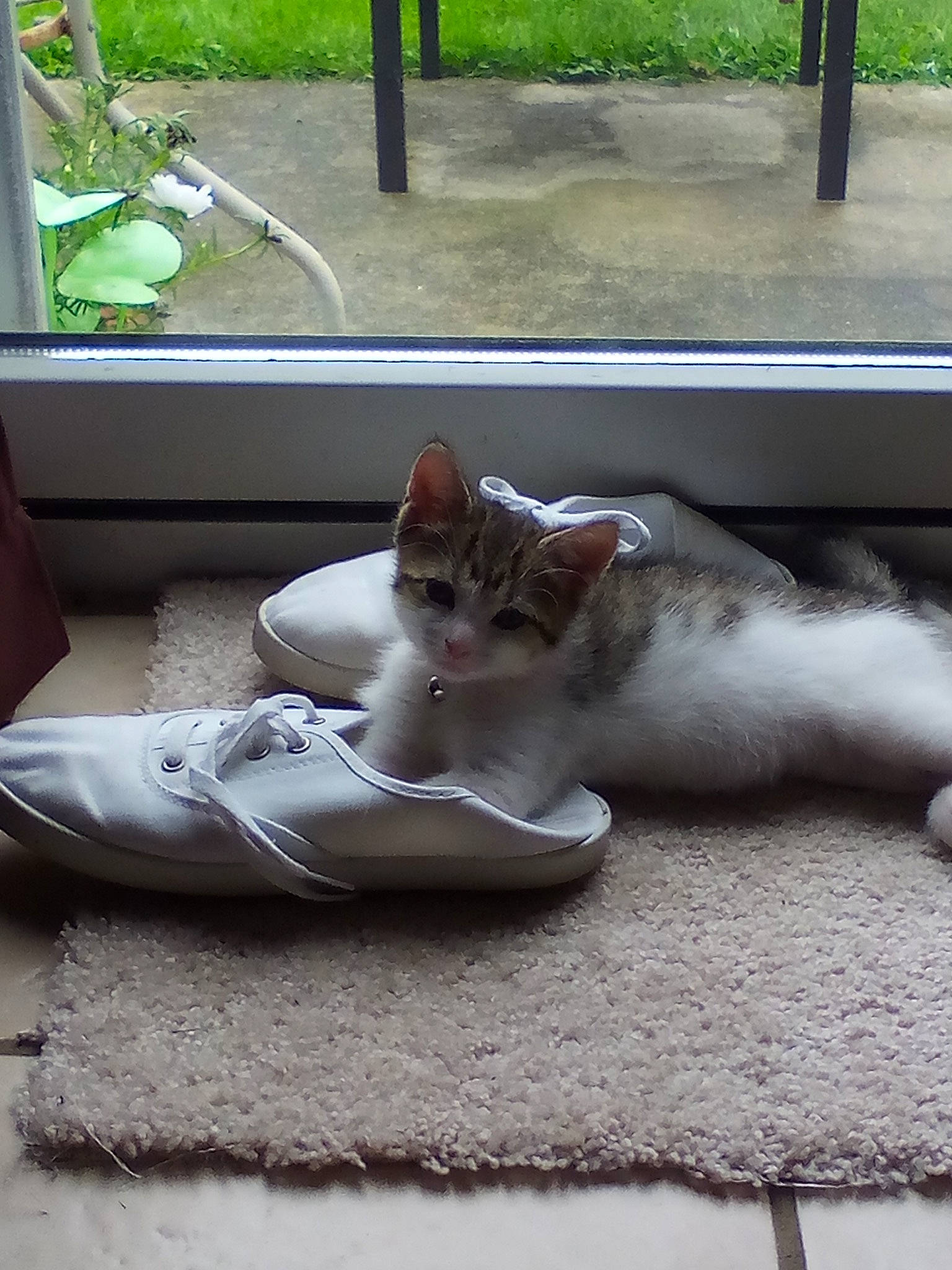 Brandi is registered to the contest to win money with this photo: aegean_cat, asian, carnivore, cat, domestic_short_haired_cat, fawn, felidae, kitten, polydactyl_cat, small_to_medium_sized_cats, tail, whiskers