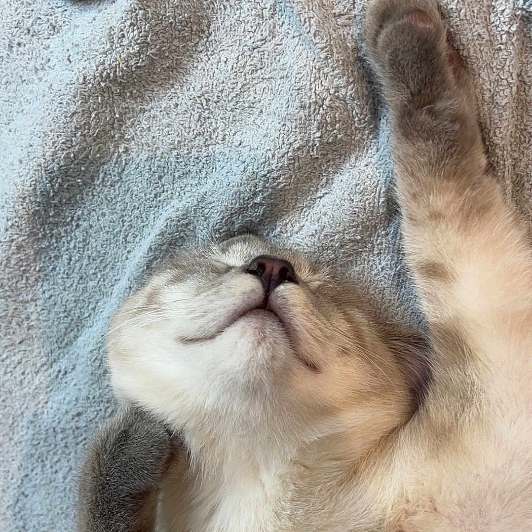 Speedy a rejoint le concours — aidez-le/la à gagner de superbes lots ! adorable, animal, cat, closeup, cozy, cute, face, fur, indoor, kitten, muzzle, paw, peaceful, pet, relaxation, resting, sleeping, soft, towel, whiskers