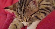 Tilou participe au concours pour gagner de l'argent avec cette photo : cat, kitten, sleeping, tabby, paw, fur, red_blanket, cozy, cute, indoor, resting, animal, pet, feline, relaxing, blurred_background, soft_texture, comfort, warm, adorable