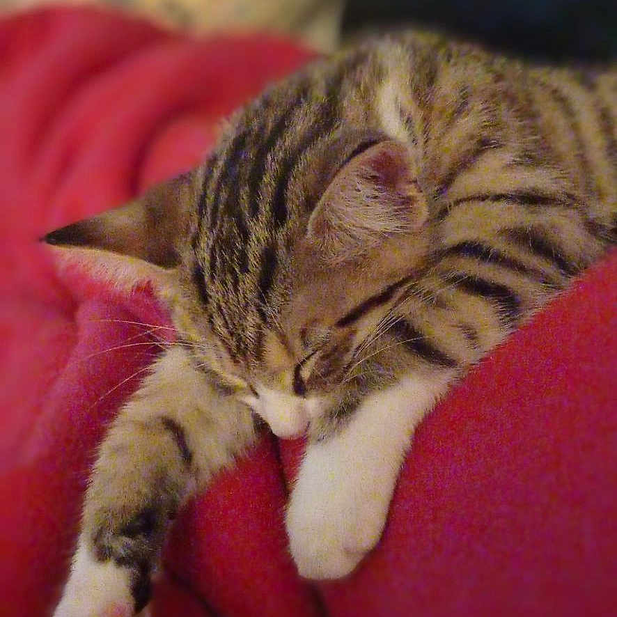 Tilou participe au concours pour gagner de l'argent avec cette photo : cat, kitten, sleeping, tabby, paw, fur, red_blanket, cozy, cute, indoor, resting, animal, pet, feline, relaxing, blurred_background, soft_texture, comfort, warm, adorable