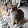Tilou participe au concours pour gagner de l'argent avec cette photo : cat, tabby, indoor, pet, curious, perch, vertical_blinds, light, floor, furniture, white_paws, white_chest, looking_up, cozy, home, shelf, clutter, animal, cute, alert