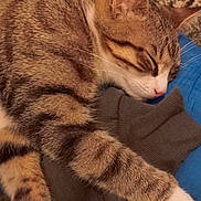 Tilou participe au concours pour gagner de l'argent avec cette photo : cat, tabby, sleeping, paw, blanket, clothing, indoor, cozy, fur, striped, pet, animal, relaxing, cute, whiskers, closeup, nap, domestic_cat, feline, resting