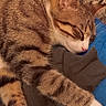 cat, tabby, sleeping, paw, blanket, clothing, indoor, cozy, fur, striped, pet, animal, relaxing, cute, whiskers, closeup, nap, domestic_cat, feline, resting