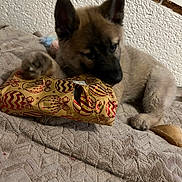 Astra participe au concours pour gagner de l'argent avec cette photo : animal, black, blanket, brown, chewing, cozy, cute, dog, ears, fur, indoor, package, paw, pet, playful, puppy, resting, texture, toy, young