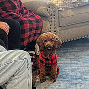 Jadie Jean Traylor joined the competition — help win amazing prizes! dog, poodle, toy_poodle, plaid, matching_outfit, couch, armchair, rug, carpet, jeans, slipper, person, hand, living_room, gift_wrap, birthday_sign, pillows, cozy, sitting, brown_fur