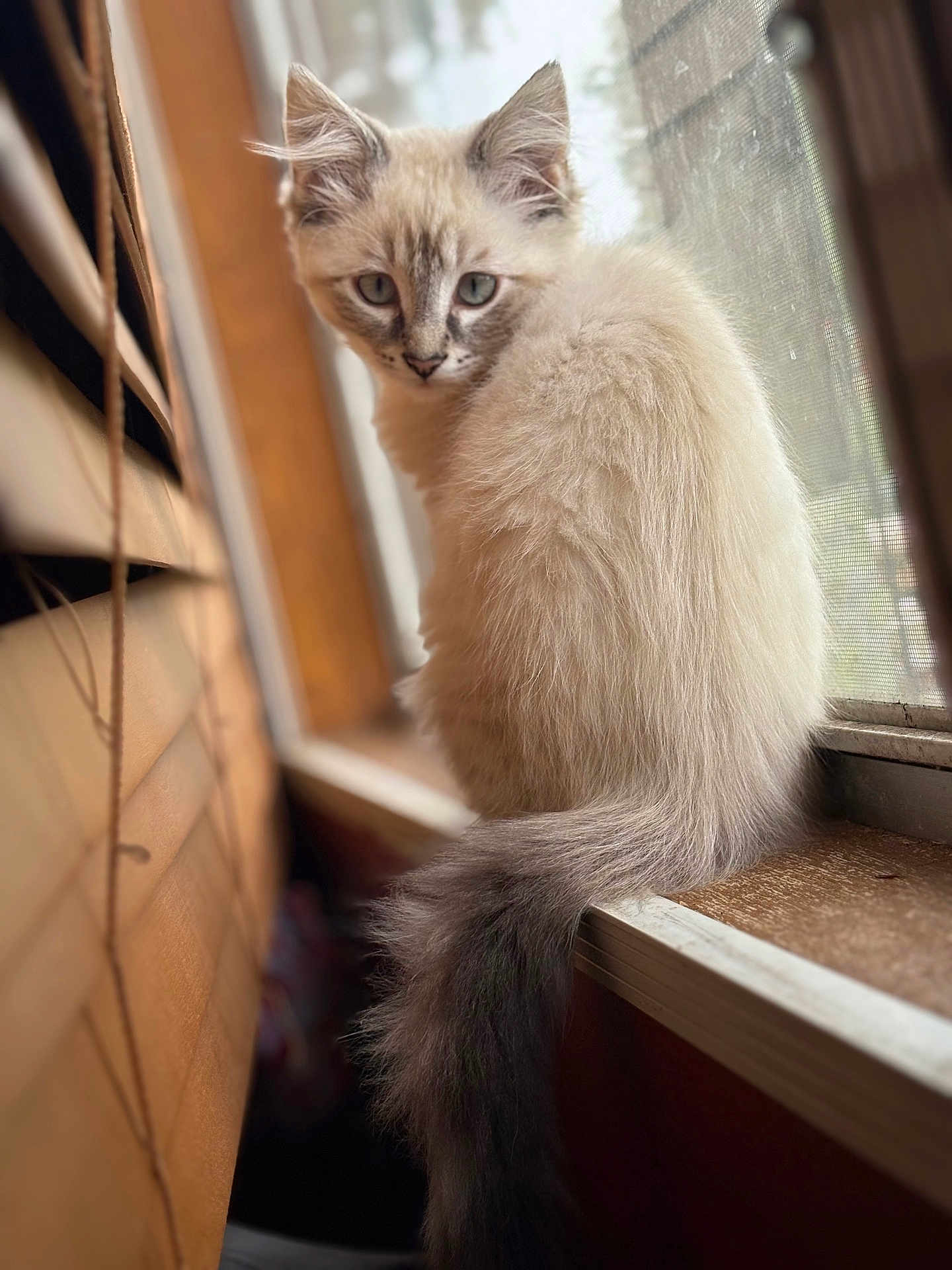 Pumba is registered to the contest to win money with this photo: kitten, cat, fluffy, blue_eyes, window, windowsill, wooden_wall, indoor, pet, animal, curious, sitting, fur, natural_light, cozy, young_cat, looking_back, domestic_cat, feline, soft