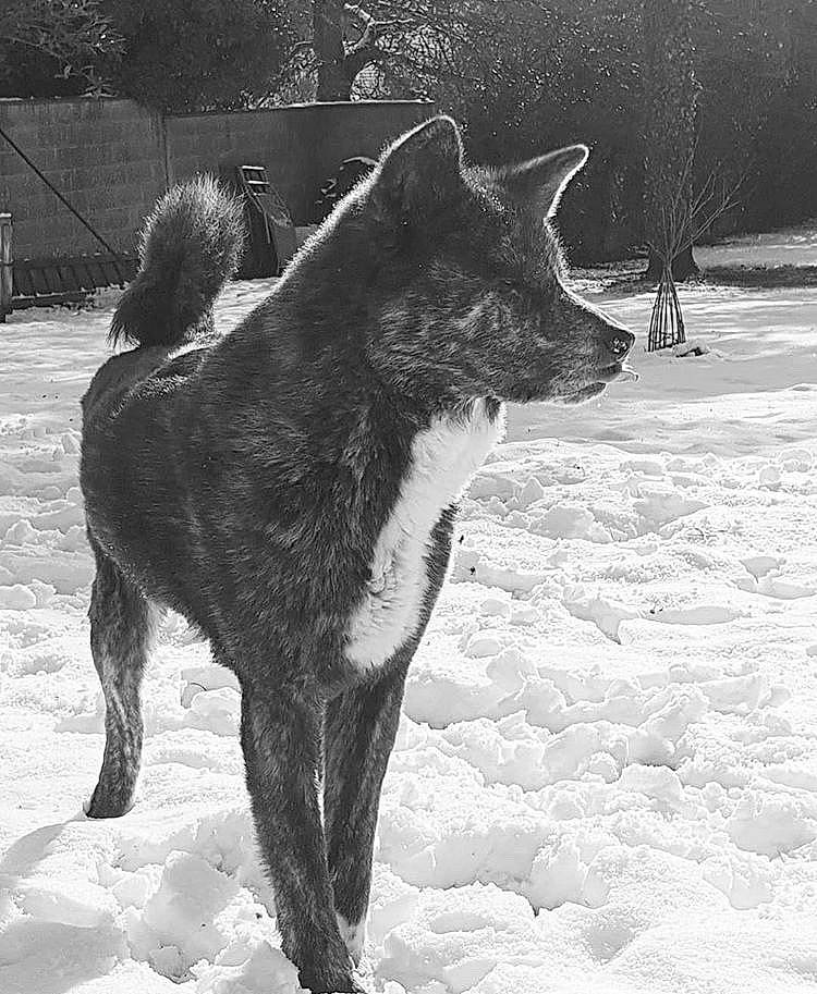 Iwa a rejoint le concours — aidez-le/la à gagner de superbes lots ! akita, black_and_white, black_norwegian_elkhound, canidae, canis, carnivore, dog, dog_breed, east_siberian_laika, jamthund, lapponian_herder, mammal, monochrome, native_american_indian_dog, northern_inuit_dog, sakhalin_husky, seppala_siberian_sleddog, snow, vertebrate, winter