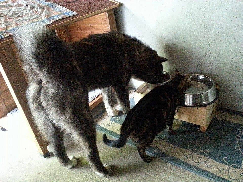 Iwa a rejoint le concours — aidez-le/la à gagner de superbes lots ! black_cat, canidae, carnivore, cat, domestic_short_haired_cat, felidae, fur, kitten, small_to_medium_sized_cats, tail