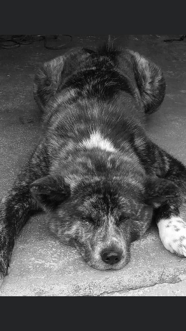 Iwa participe au concours pour gagner de l'argent avec cette photo : black_and_white, canidae, carnivore, dog, dog_breed, fur, mammal, snout, sporting_group, street_dog, vertebrate